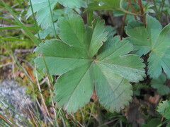 Alchemilla bombycina