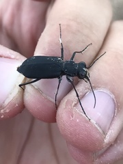 Cicindela obsoleta obsoleta