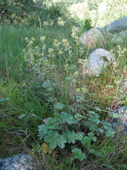 Alchemilla bombycina