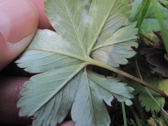 Alchemilla bombycina