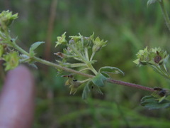 Alchemilla bombycina
