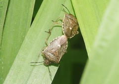 Moromorpha tetra