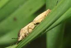 Moromorpha tetra