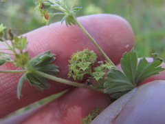 Alchemilla bombycina