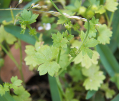 Ranunculus platensis