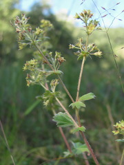 Alchemilla bombycina