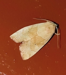 Cosmia trapezina