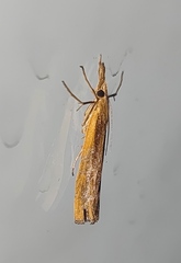 Agriphila tristella