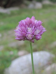 Allium erubescens