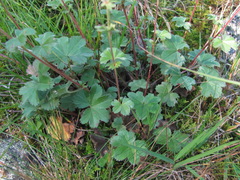 Alchemilla bombycina