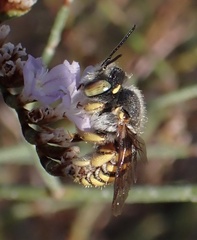 Anthidium oblongatum