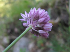 Allium erubescens