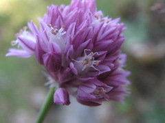 Allium erubescens