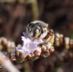 Anthidium oblongatum