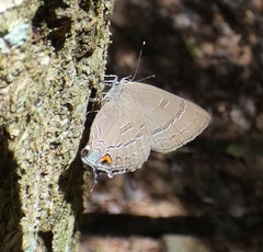 Satyrium calanus