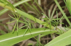 Ipomoea costellata