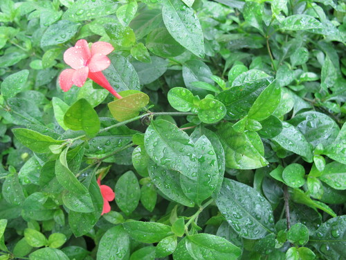 Barleria repens image