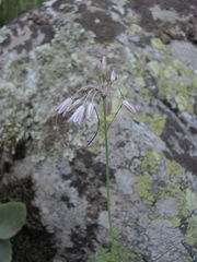 Allium kunthianum