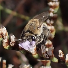 Colletes