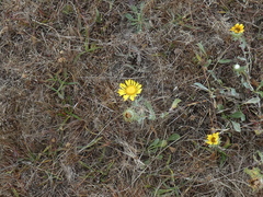 Grindelia stricta stricta