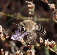Colletes