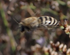 Colletes