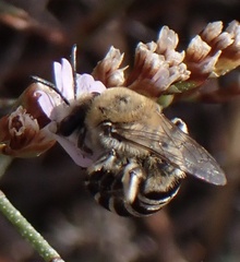Colletes