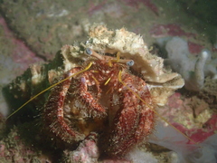 Dardanus setifer