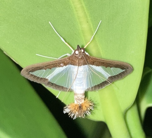 Melonworm Moth photo 5