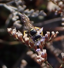 Philanthus