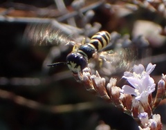 Philanthus