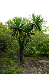 Dracaena concinna