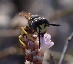 Philanthus