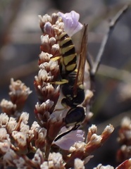 Philanthus