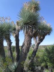 Yucca rigida