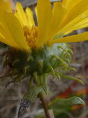 Grindelia stricta stricta
