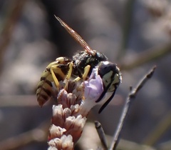 Philanthus
