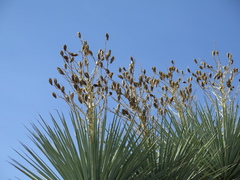 Yucca rigida