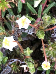 Cassiope tetragona