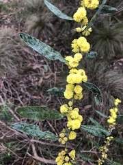 Acacia leprosa uninervia