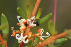 Grevillea australis
