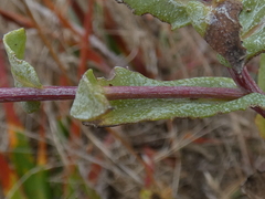 Grindelia stricta stricta