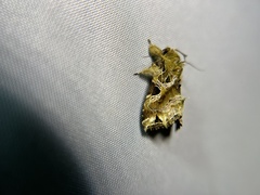 Callopistria phaeogona