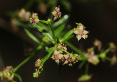 Galium wrightii