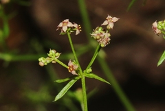 Galium wrightii