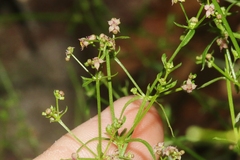Galium wrightii