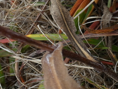 Grindelia stricta stricta