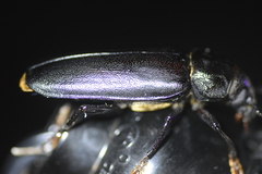 Archodontes melanopus