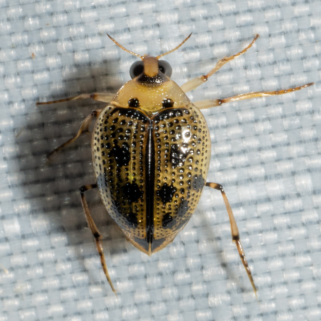 Toothless Crawling Water Beetle