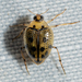 Toothless Crawling Water Beetle - Photo (c) Patrick Hanly, some rights reserved (CC BY), uploaded by Patrick Hanly